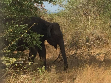 Sri Lanka - Udawale national park
