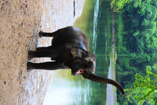 Kanchanaburi - Elephantsworld Kanchanaburi