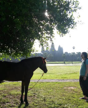 Angkor Wat - Angkhorse wat?!