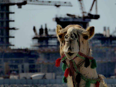 Dubai - Dromedary in the city