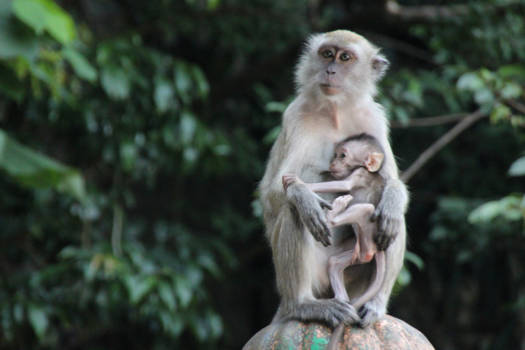Cameron Highlands - Gefocuste apenmoeder en baby