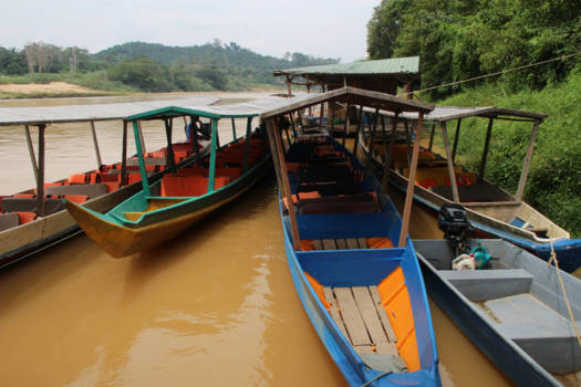 Taman Negara National Park - Prachtig regenwoudnatuur