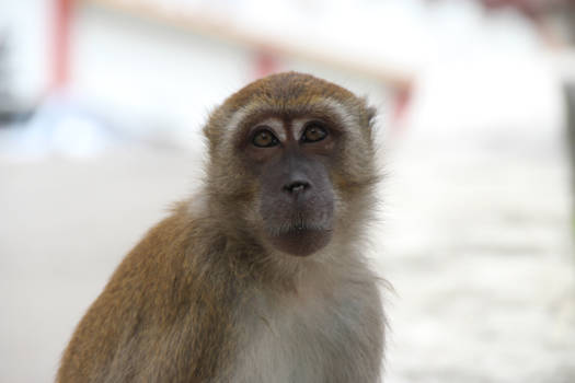 Batu Caves - Hello dear friend!
