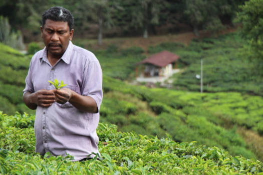 Cameron Highlands - Explanation tea fields