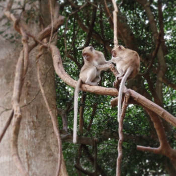 Thailand - Monkey Cave temple