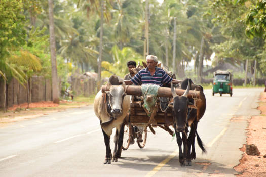 Sri Lanka - Het straatbeeld van Sri Lanka