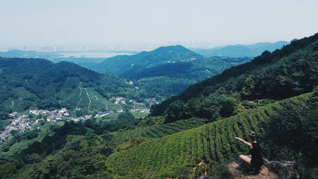 China - Tea plantage, Hangzhou