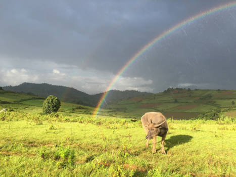 Kalaw - Out In The Rain