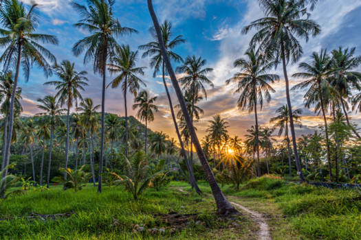 Koh Tao - Zonsondergang onder de palmbomen van Koh Tao