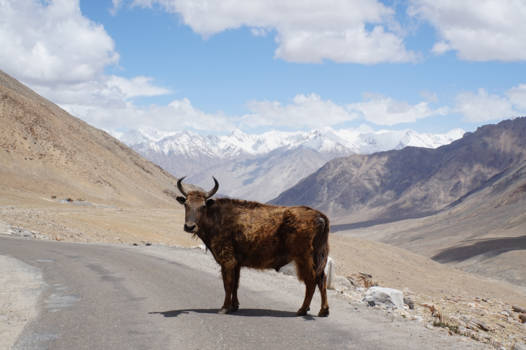 India - magnificent combination of himaalya and yaki in Ladakh
