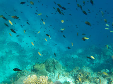 Filipijnen - onderwaterwereld @Palawan