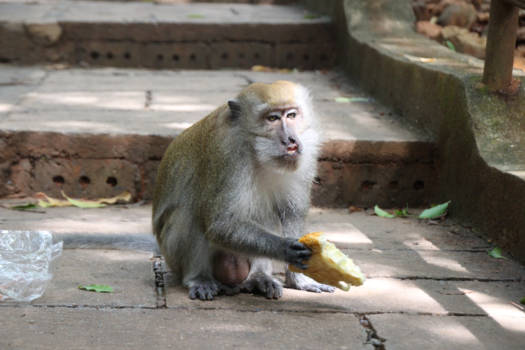 Batu Caves - Selfie monkey :)