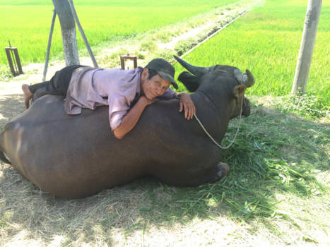 Hoi An - The love between a local and his buffalo