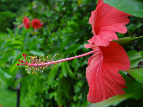 Chiang Mai - bloemen tuin thailand
