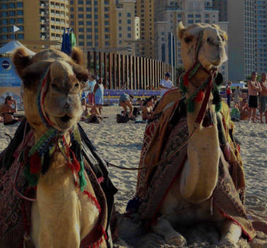 Dubai - Dromedarissen op het strand