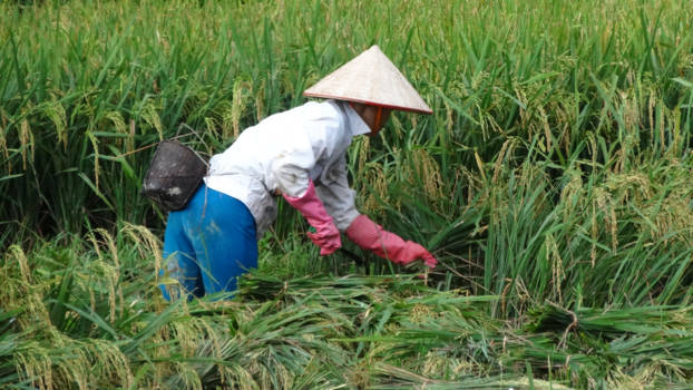 Mai Chau - Waar ons bordje rijst met vlijt vandaan komt.
