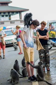 Maleisië - Tamme Silverleaf apen op zoek naar wat lekkers.