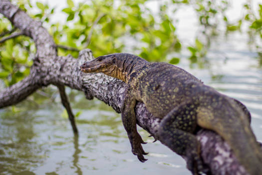 Maleisië - Een boottocht door de 'wilde dierentuin' van Maleisië.