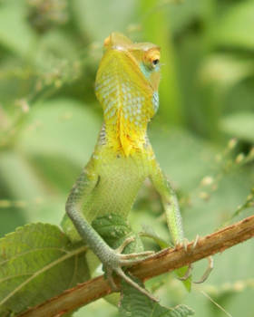 Sri Lanka - Whuuutttt??!