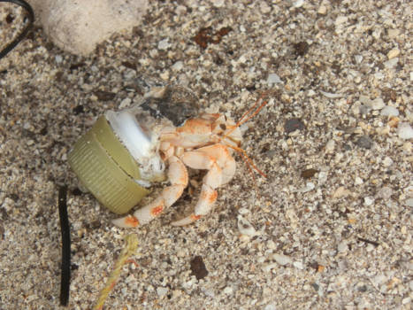 Malediven - Recycle krab in gouden huis