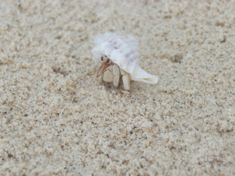 Malediven - Pirate krab