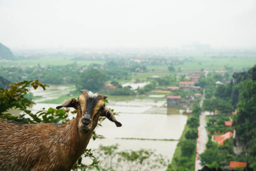 Ninh Binh - What you looking at?!