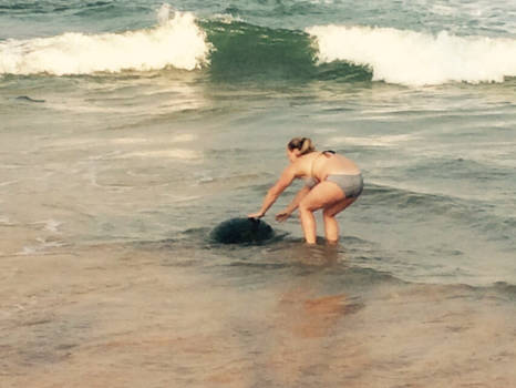 Sri Lanka - Wild Turtles!