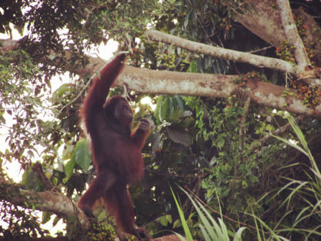 Sandakan - Orang oetang Borneo