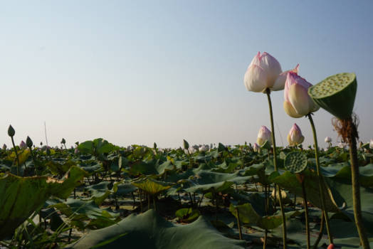 Siem Reap - Lotusbloemen - tot aan de horizon