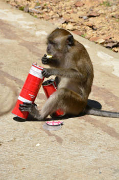 Koh Lanta - Brutaal aapje