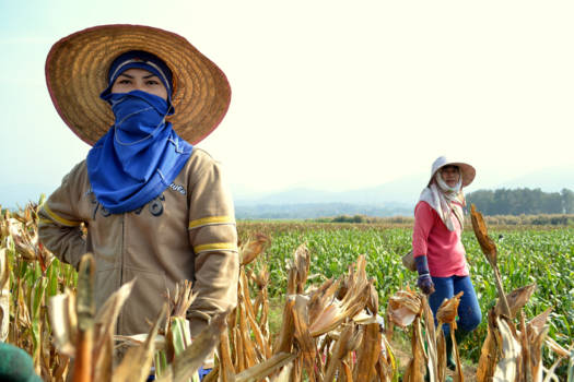 Mae Hong Son - Harde werkers