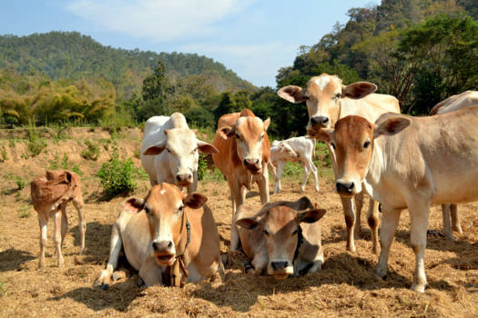 Chiang Mai - Heb ik iets van je aan?!