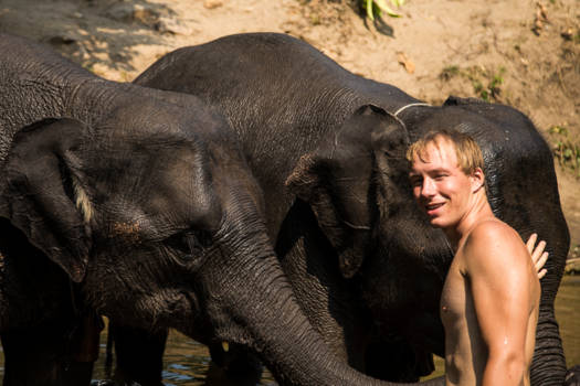Chiang Mai - Een dag meehelpen bij mishandelde olifanten.