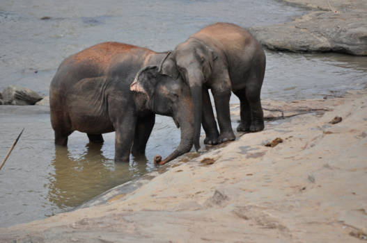 Sri Lanka - Gezellige knuffelende olifanten
