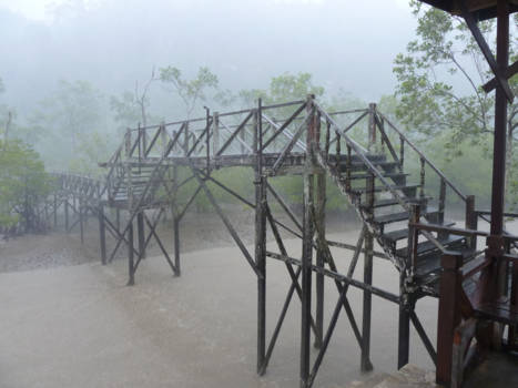 Maleisië - Bako National Park
