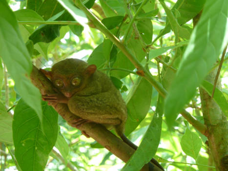 Filipijnen - Bekende inwoners