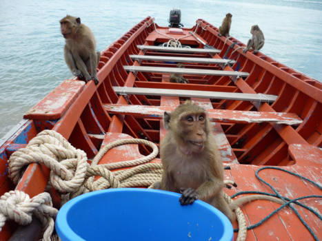 Hua Hin - Brutale apen!! op monkey Island