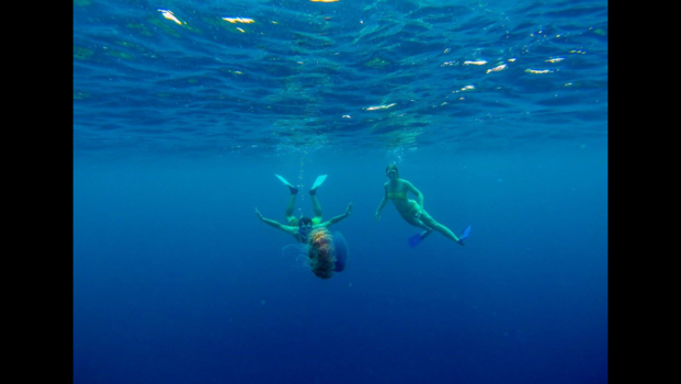 Malediven - Gigantic jellyfish!