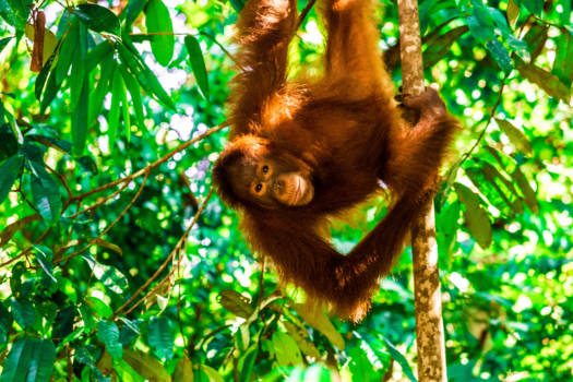 Kuching - Natural pose
