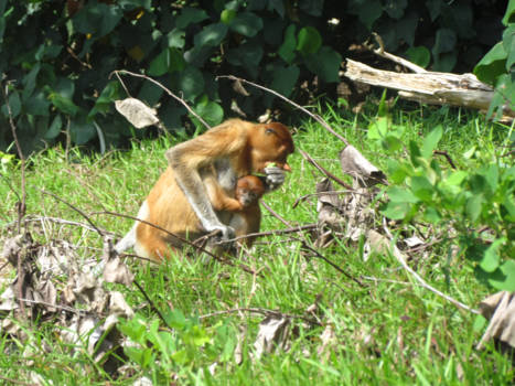 Bako National Park - Met uitsterven bedreigde neusaap met baby