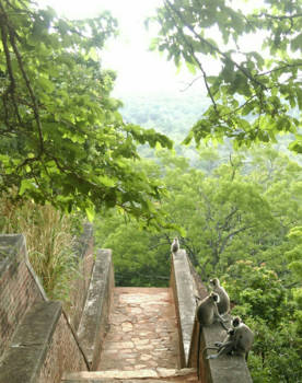 Sigiriya - A family of monkeys enjoying the magnificent view on Sigiriya Lion Rock, Sri Lanka