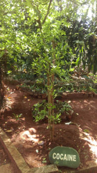 Sri Lanka - Kruidentuin