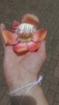 Sri Lanka - Ritueel: breng een bloem naar een heilige tempel