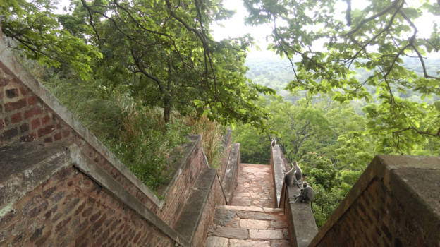 Sri Lanka - Familie van aapjes op de Lion Rock