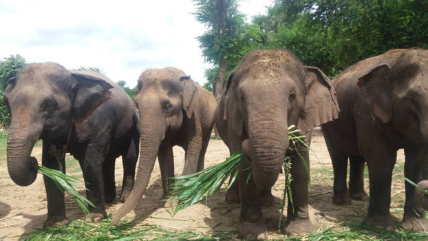 Thailand - Elephants Nature park
