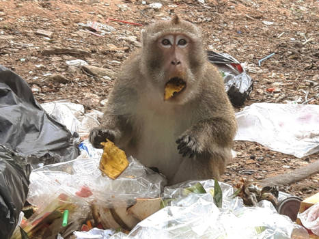 Koh Chang - BUSTED little monkey!!
