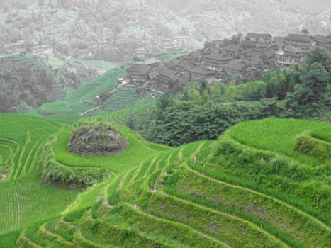 China - Dhazai rice fields