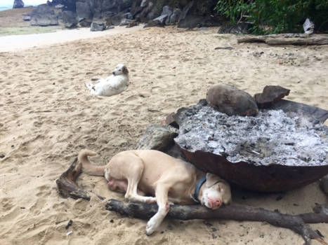 Filipijnen - Dog days...