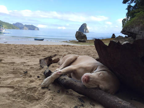 Filipijnen - Dog days ❤️