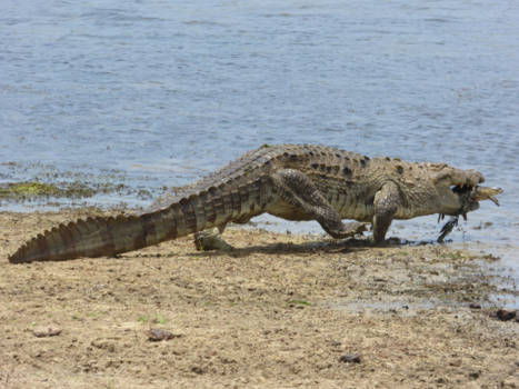 Sri Lanka - Krokodil met z'n maatje Schildpad